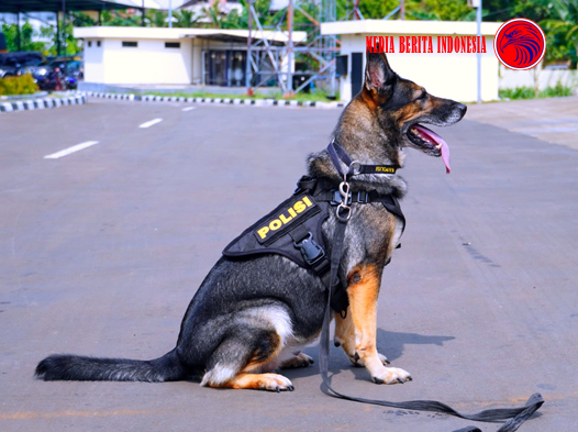 5 Anabul Andalan Pengungkap Kejahatan dari Kasus Narkoba Hingga Lacak DPO