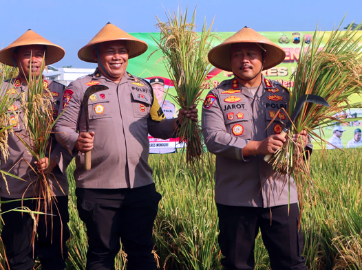 Komitmen Polri Mendukung Program Pemerintahan Prabowo Gibran Polres Wonogiri Gelar Panen Raya Padi di Selogiri