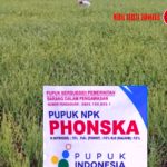 Soal Isu Ketidak Sesuaian Harga Pupuk di Kabupaten Nias