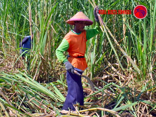 APTRI Mendukung Optimalisasi Giling Tebu PG Asembagus