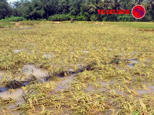 Ratusan Hektare Lahan Padi di Dompu Terancam Gagal Panen