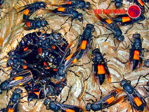Seorang Kakek 75 Tahun di Pracimantoro Disengat Ratusan Tawon Gung