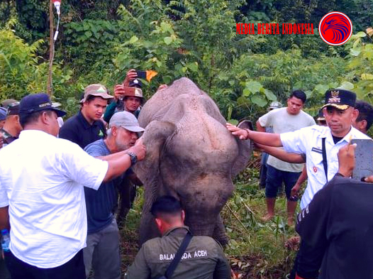 Ternyata Gajah Ini Ternyata Minta Tolong Diobati Awalnya Dikira Ingin Merusak Ladang Penduduk