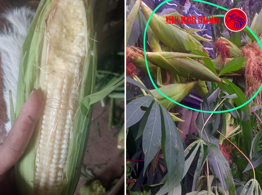 Wonogiri Bakal Gagal Panen Jagung Akibat di serang Monyet