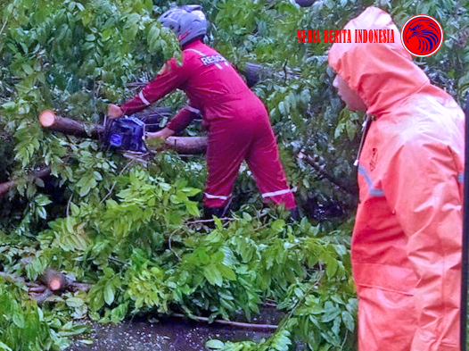 Cuaca Ekstrem Membuat Puluhan Pohon Tumbang di Semarang