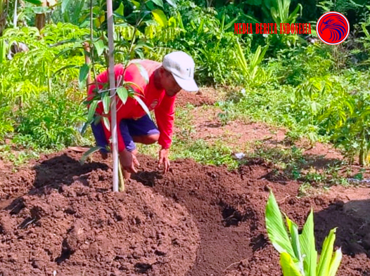 Kompos Pupuk Organik Semakin di Minati Petani Wonogiri