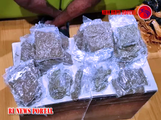 Petugas Menangkap Calon Penumpang Membawa 50 paket Ganja