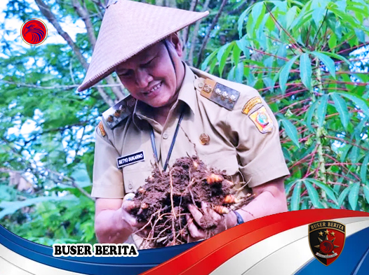 Wonogiri Gelar Panen Raya Kunyit