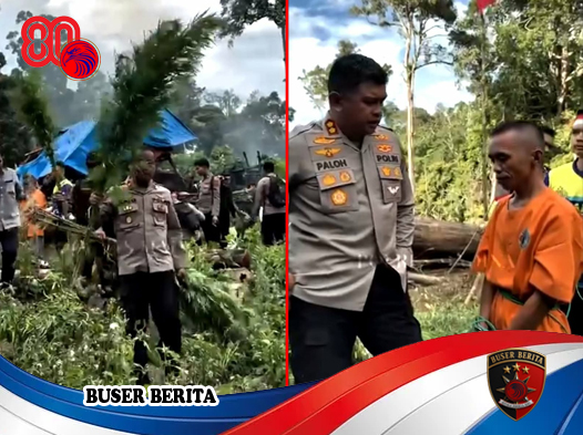 Penemuan Ladang Ganja di Huta Nainjang