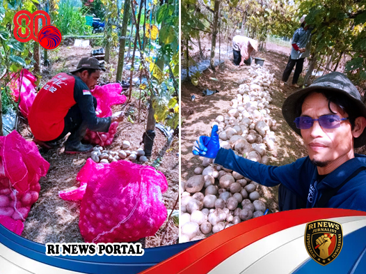 Uji Coba Budidaya Kentang Udara (Dioscorea bulbifera) sebagai Strategi Ketahanan Pangan di Desa Jatisari