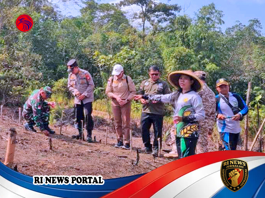 Penanaman Jagung Hibrida di Desa Engkahan