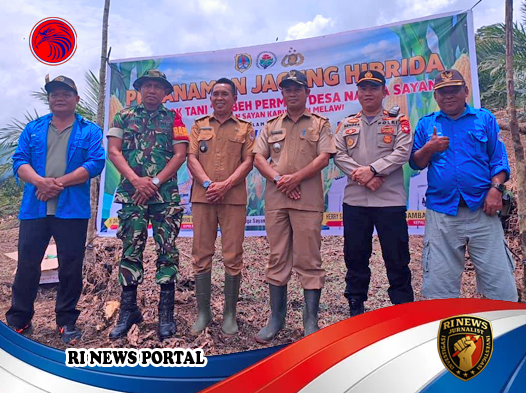 Polres Melawi Dukung Ketahanan Pangan Nasional melalui Penanaman Jagung Hibrida di Nanga Sayan