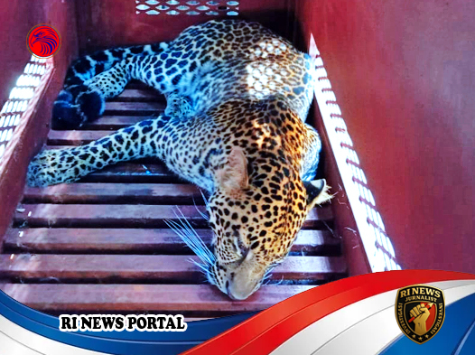 Macan Tutul Masuk Hotel di Bandung