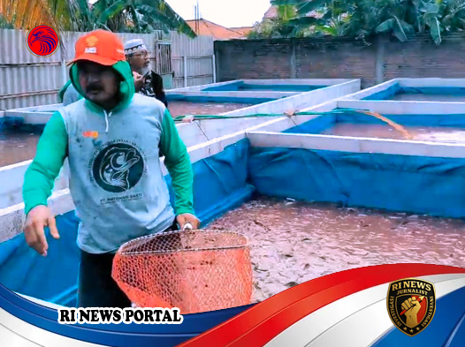 Polisi Brebes Sukses Kembangkan Budidaya Lele