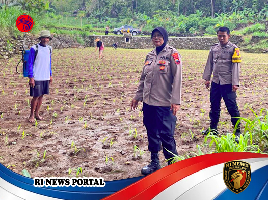 Polsek Eromoko Perkuat Ketahanan Pangan melalui Pendampingan Intensif Penanaman Jagung di Wonogiri