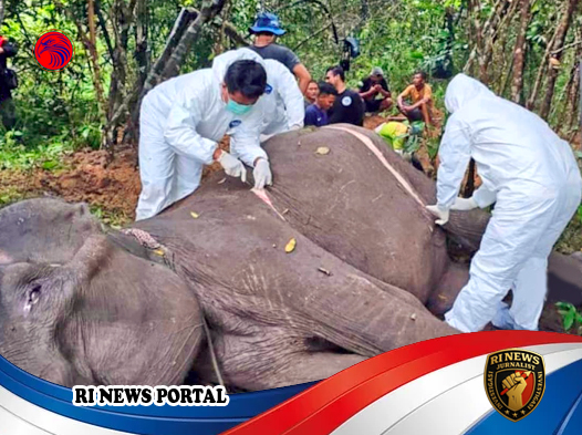 Refleksi atas Tantangan Kesehatan Gajah Sumatera dalam Konservasi Captive