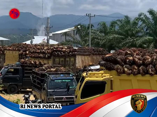 Krisis BBM di Subulussalam Melumpuhkan Rantai Pasok Pangan dan Industri Sawit