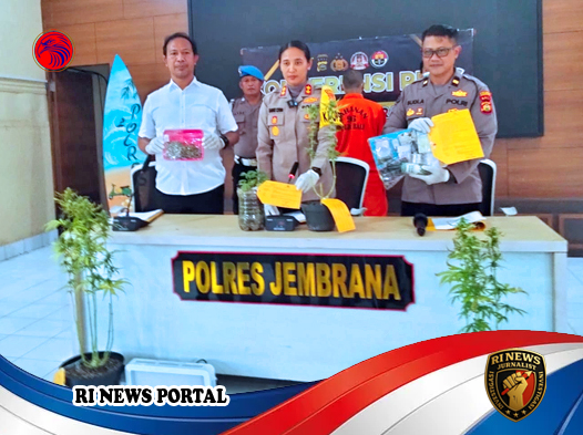 Polisi Jembrana Bongkar Budidaya Ganja “Rumahan” Berteknologi Tinggi Berbasis Impor Biji dari Luar Negeri