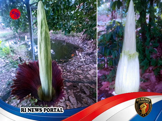 Bunga Rafflesia Mekar Subur di Pekarangan Rumah Warga Jorong Tigo Balai