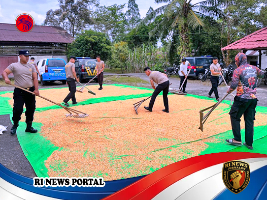 Personil Polres Melawi Rutin Jemur Jagung demi Ketahanan Pangan