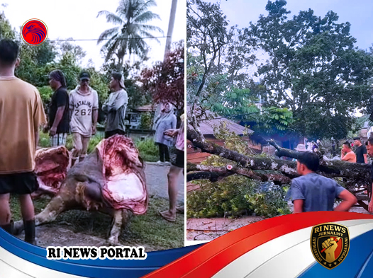 Seekor Sapi Betina Hampir Melahirkan Tewas Tertimpa Batang Durian