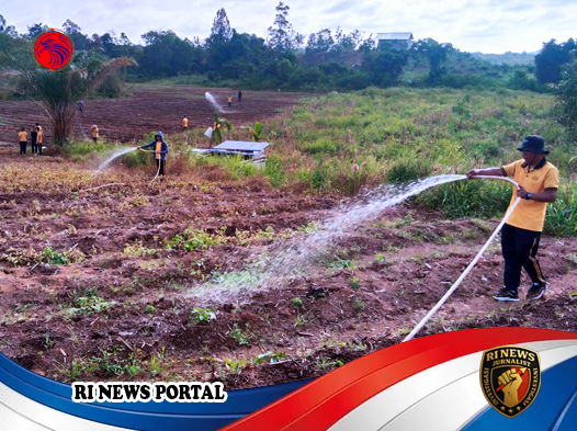 Siram Jagung Tiap Hari demi Ketahanan Pangan