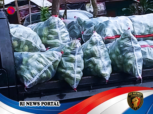 Kelangkaan Labu Siam Melanda Way Mengaku