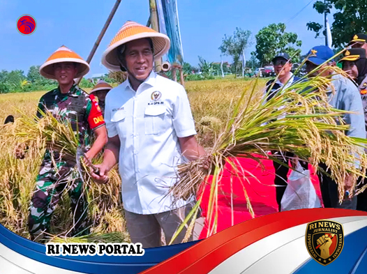 Panen Raya di Klaten Tandai Lonjakan Produktivitas Padi