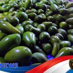 Petani Muda di Lereng Lampung Barat Ubah Lahan Kopi Jadi Ladang Alpukat Premium