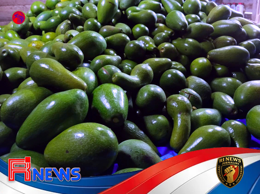 Petani Muda di Lereng Lampung Barat Ubah Lahan Kopi Jadi Ladang Alpukat Premium