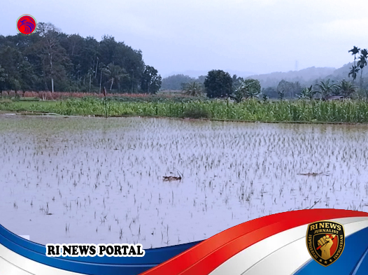 Petani di Lareh Sago Halaban Panen Raya Pupus Mendekati Lebaran