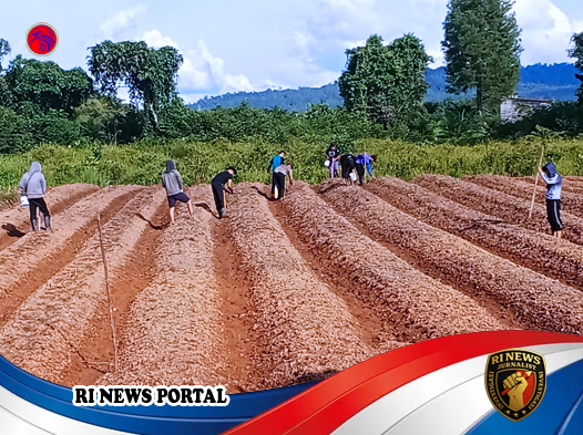 Polres Melawi Perkuat Ketahanan Pangan Nasional Lewat Siklus Tanam Jagung Berkelanjutan