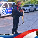 Ular Intruder di Posko Mudik Kalikangkung