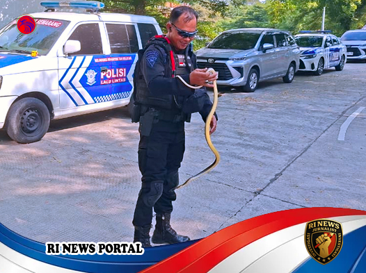 Ular Intruder di Posko Mudik Kalikangkung