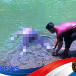 Jenazah Pria 55 Tahun Ditemukan Mengambang di Aliran Sungai Batang Agam