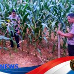 Komitmen Nyata Polres Melawi Wujudkan Ketahanan Pangan Nasional