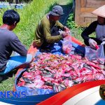 Lapas Kendal Panen Raya Ikan Nila