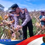 Panen Jagung di Lahan Binaan Sipirok