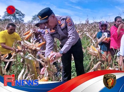 Panen Jagung di Lahan Binaan Sipirok