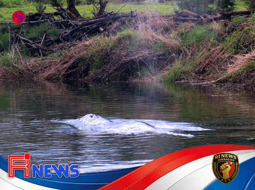 Paus Abu-abu Muda Mati di Hulu Sungai Willapa