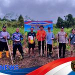 Penanaman Jagung Hibrida di Nanga Pinoh Dorong Swasembada Pangan Melawi