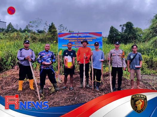 Penanaman Jagung Hibrida di Nanga Pinoh Dorong Swasembada Pangan Melawi