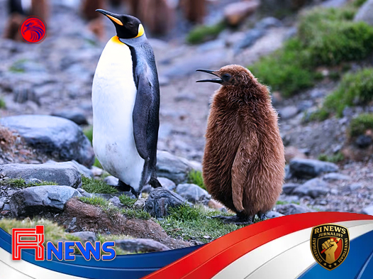 Penguin Kaisar dan Anjing Laut Antarktika Kini Terancam Punah