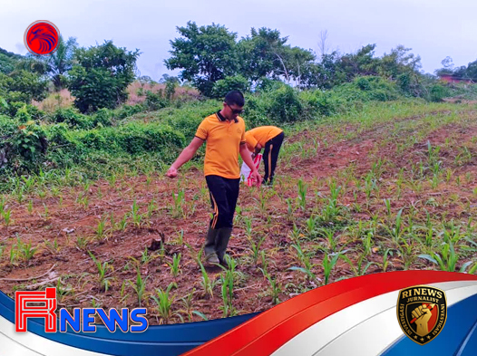 Polisi dan Petani Bersinergi- Pemupukan Jagung Pipil di Desa Sayut Jadi Tonggak Ketahanan Pangan Kapuas Hulu