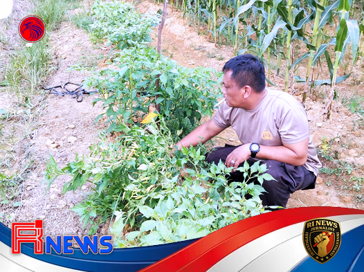 Polisi di Ujung Kalimantan Barat- Menyuburkan Jagung di Lahan Hutan Desa untuk Swasembada Pangan Nasional