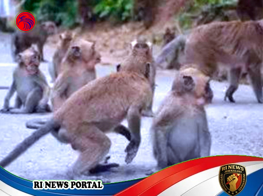 Gelombang Serangan Monyet Ekor Panjang Mengguncang Lereng Lawu Selatan