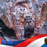 Laba-laba Nosferatu Menaklukkan Laut Baltik