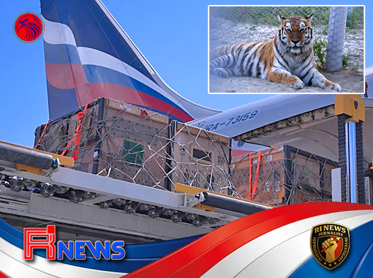 Putin Kirim Harimau Amur ke Kazakhstan