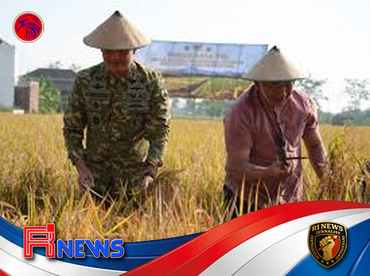 Pangdam Achiruddin Pimpin Panen Raya di Karanganyar TNI Gerak Cepat Wujudkan Swasembada Pangan