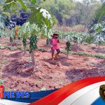 Anatomi Ekonomi Hortikultura Jatiroto